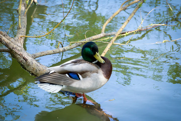 Duck stand next to a pond or lake with bokeh background