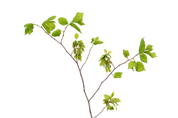 Branch of Ulmus laevis or European white elm with fruits and young green leaves isolated on white background