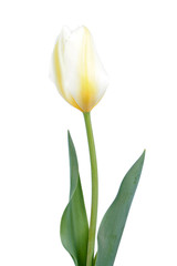 White tulip flower with green leaves isolated on white background. Cultivar Purissima from Fosteriana Group