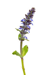 Obraz premium Flowering Blue bugle (Ajuga reptans) with blue flowers and green leaves isolated on white background
