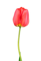 Red tulip flower isolated on white background