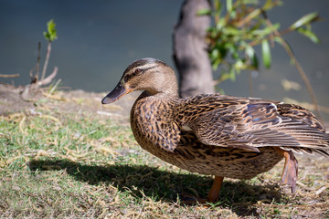 Duck stand next to a pond or lake with bokeh background