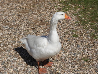 The domestic goose, which people keep as poultry for meat, eggs and down feathers, the goose grazes in the meadow. Farm concept.
