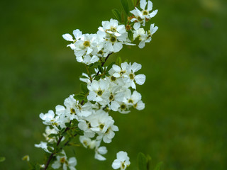 White apple blossom on a young tree branch in spring