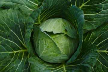 Fototapeta premium Fresh cabbage from farm field. View of green cabbages plants. Vegetarian food concept. Soft focus of big cabbage in the garden. Fresh green cabbage maturing heads growing in vegetable farm.