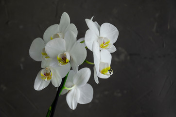 White orchid flowers against a gray plaster wall in natural daylight sunshine.