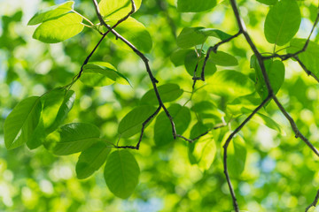 Green leaves on branches in the spring