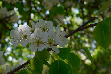 Flowering branch of pear. blooming spring garden. Flowers pear close-up. Blurred background. Pear blossom in early spring