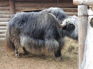 Portrait of mongolian yak behind the wooden fence. Close-up view. Rural scene.