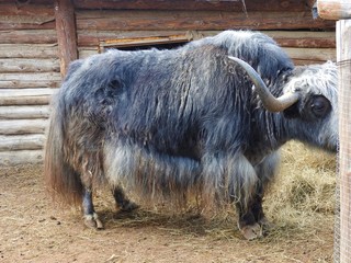 Portrait of mongolian yak behind the wooden fence. Close-up view. Rural scene.