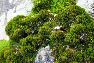 岩に生えた苔