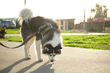 Spring park walking at the park with dog