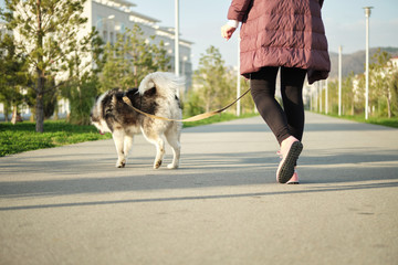 Naklejka na ściany i meble Spring park walking at the park with dog