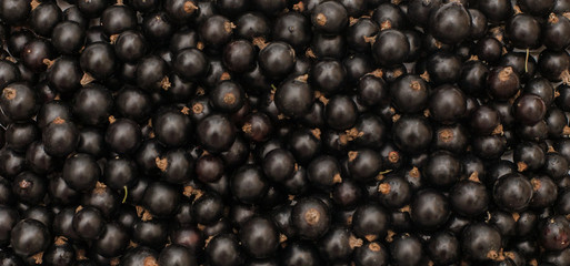 Wide Angle Background from fresh black currant berries
