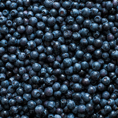 Square Background from fresh blueberry berries