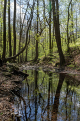 Small creek in the Pilis