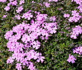 pink Phlox in the garden