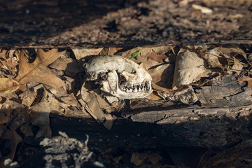 Skull in the woods