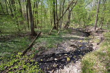 Small creek in the Pilis