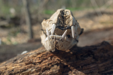 Close-up of skull on a log in the woods