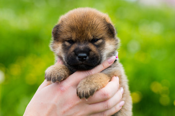 Close-up Portrait of adorable two weeks old shiba inu puppy in the hands of the owner in the buttercup meadow