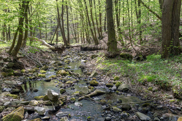 Fototapeta na wymiar Small creek in the Pilis