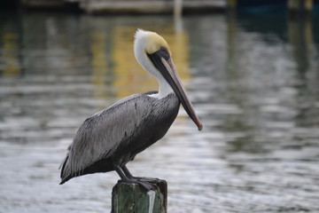 pelican 