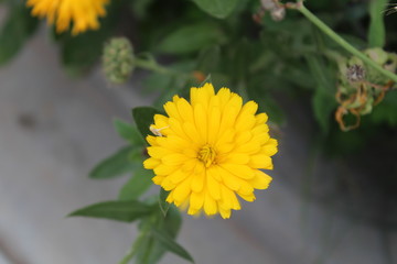 Flor de diente de leon