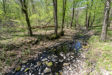 Small creek in the Pilis