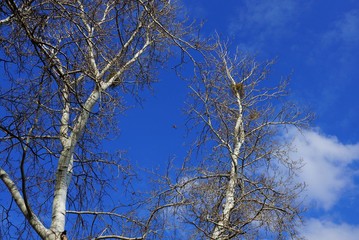 Fototapeta na wymiar gray dry trees and poplar branches against the blue sky and clouds