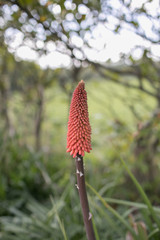 Kniphofia uvaria or Torch Lily