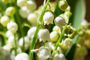 Obraz na płótnie Canvas Lily of the valley, Convallaria majalis white flowersn in bunch macro