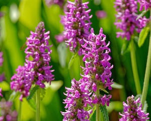 vibrant pink wild flowers close up in the meadows