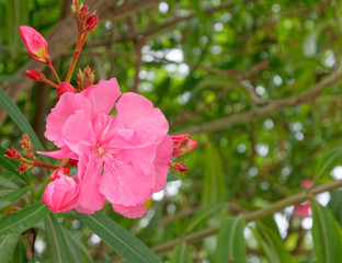 vibrant pink oleander flower close up on the garden