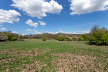 Green meadow in the Pilis