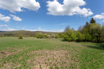 Green meadow in the Pilis