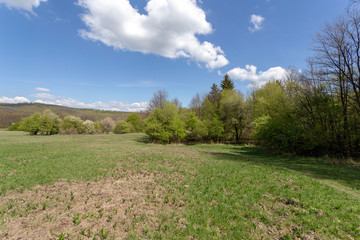 Green meadow in the Pilis