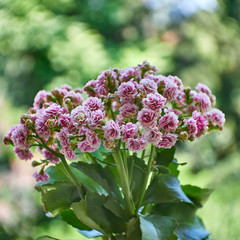 Kalanchoe flowers natural bouquet on blurred background, black and white photo