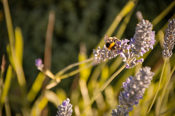 Moscardon junto a lavanda