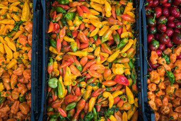 Farmer's market California, USA. Concept of fresh organic food market. Chilli for sale in market. Colorful chili peppers on display at a farmers shop. Organic vegetable. Bio and eco food.