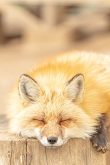 Animaux de renard mignons, faune, bébés