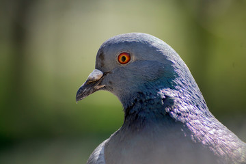 A wild pigeon sits in a manger standing in the park