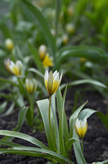 Flowering of the first perennial tulips in the spring. Selective focus.