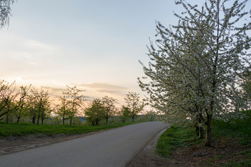 Fototapeta premium A road between forest and fields in the hilly Markgräflerland in Germany
