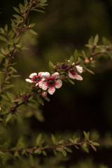 Flores junto a mas naturaleza