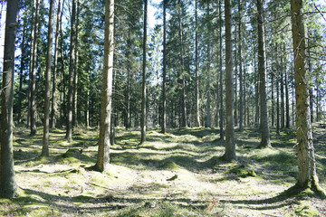 Obraz premium Pine trees in a forest in Sweden