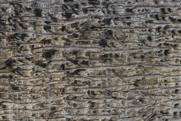 texture of wood