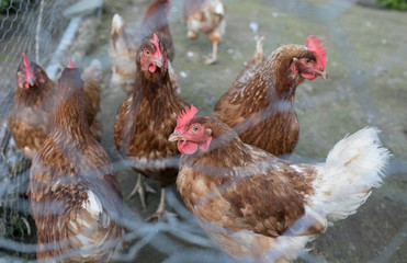 Chickens Behind Wire