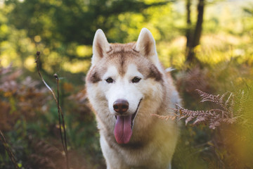 Close-up Portrait of beautiful siberian husky dog with brown eyes lying in fern grass in the forest at sunset in autumn