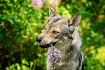 Naklejka na ściany i meble czechoslovak wolf dog funny spring portrait with flowers cute dog wolf